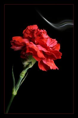 The Sweet Smell*