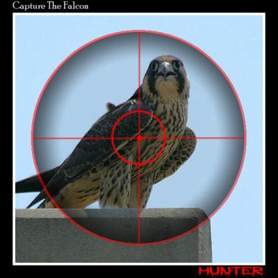 Capture The Falcon