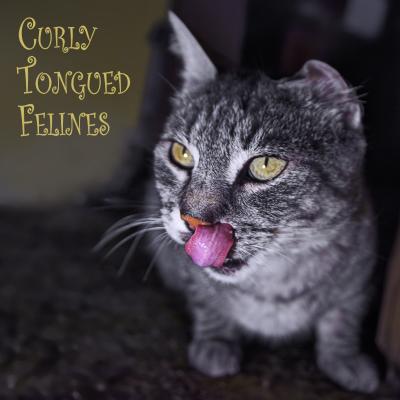 Curly Tongued Felines *