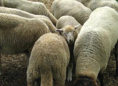 Curious Kid...errr...Lamb *