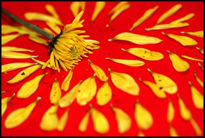 Loves me or Loves me not?*