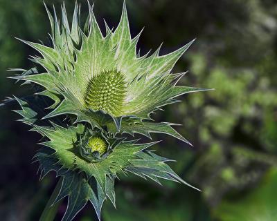 Prickly *