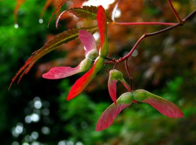 Maple Seeds *