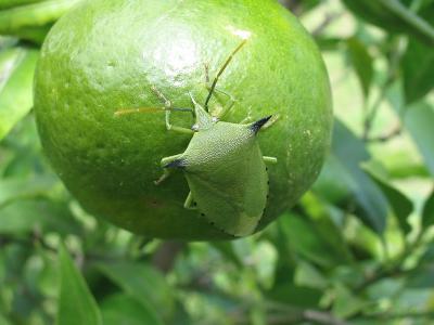 Spiny Citrus Bug *