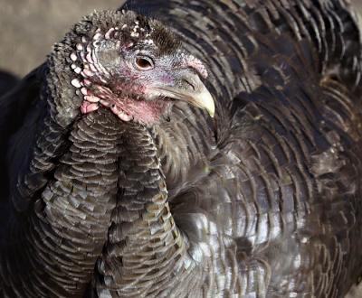 Brown on Brown: Turkey Feathers *