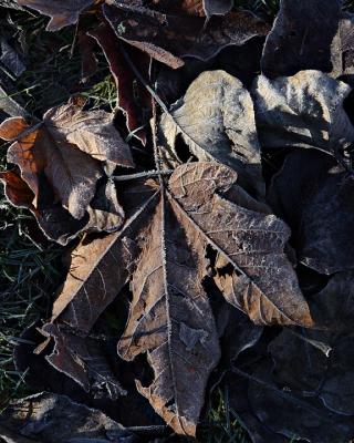 Brown on Brown: Frosted Leaves*