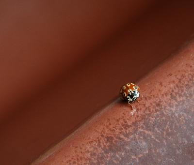 Ladybug  (*)