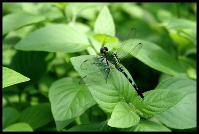 Dragonfly (*)