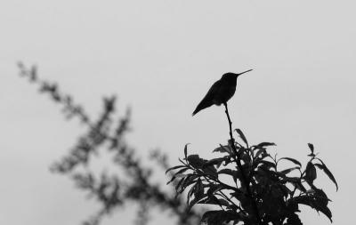 Hummingbird *