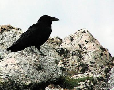 Black Bird on a Rocky rock *