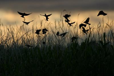 Blackbird Silhouettes - 2nd Place