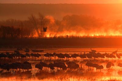 Sandhill Cranes at Dawn *