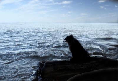 Dog Contemplates Life *