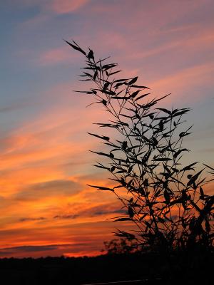 Bamboo silhouette (*)