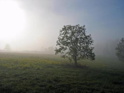 Another Morning Mist Pic  *