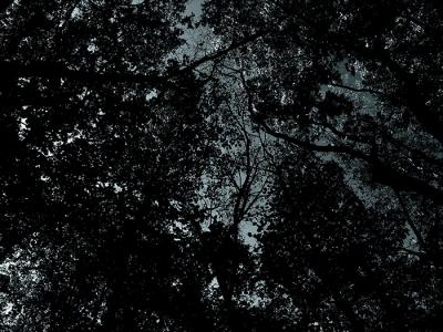 Woods in Moonlight *