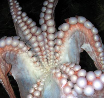Giant Octopus *