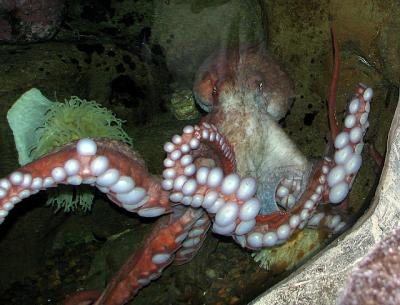 Giant Octopus_2 *