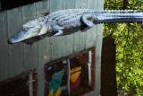 Gator-rait *