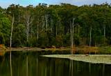 Tingalpa Creek *