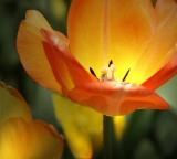 Inner Glow *
