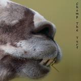 Chomp the Turf *