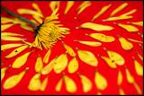 Loves me or Loves me not?*