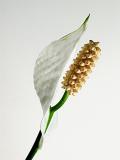 Lily on white (*)