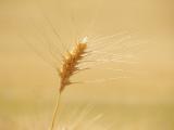 <b>5th - tie </b><br> Wheat On Wheat *<br>by jstaub