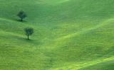<b>5th - tie<br>Two Trees *</b>