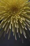 Spider mum