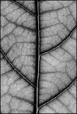 <b>4th</b> <br>Family Tree by <b>Techo</b>
