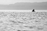 Black sail coming *