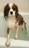 <B>Bath Time for Lolipop</b> *