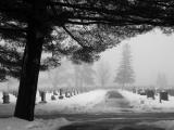 Trees in Winter *