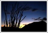 Ocotillo at Dusk *