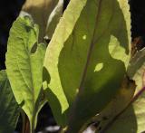 Leaf Shadows I (*)