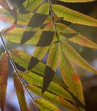 Leaf Shadows II (*)