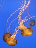 At the Aquarium - Sea Nettles (*)