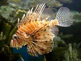 <B>Lion Fish</b> *