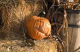 Ugly Pumpkin*