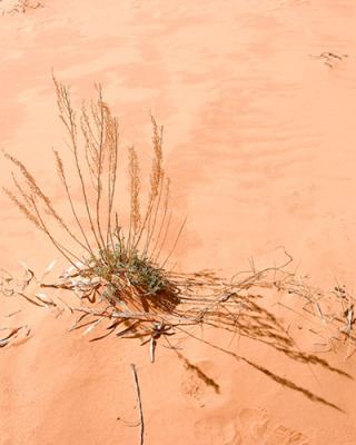 Coral Pink Dunes, March 2005