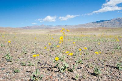 Death Valley, March 2005