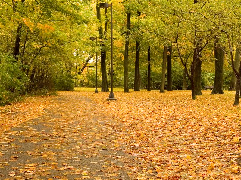 The colours of fall