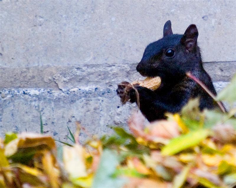 Black squirrel