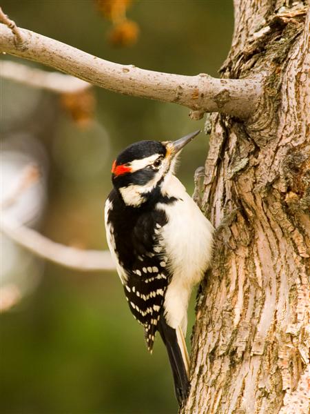 Woodpecker