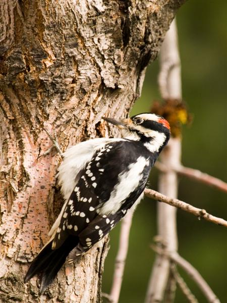 Woodpecker