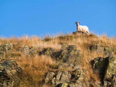 Fells above Windermere