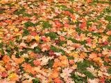 The colours of fall
