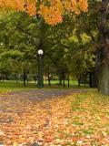 The colours of fall